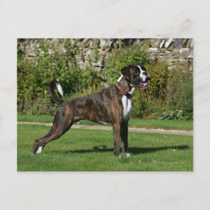 Brindle Boxer Dog Show Stance Postkarte