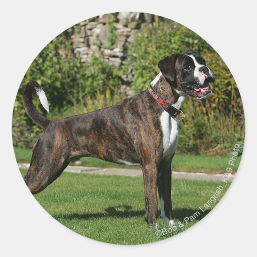 Brindle Boxer Dog Show Stance Runder Aufkleber (Vorderseite)