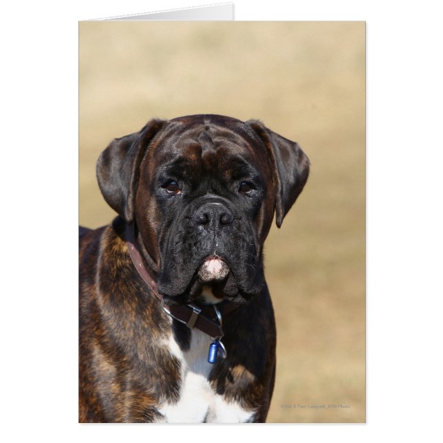 Brindle Boxer Dog Stehend (Vorne)