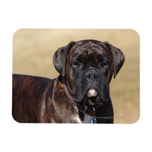Brindle Boxer Dog Stehend Magnet (Horizontal)