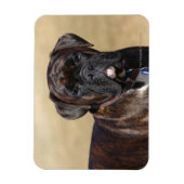Brindle Boxer Dog Stehend Magnet (Vertikal)
