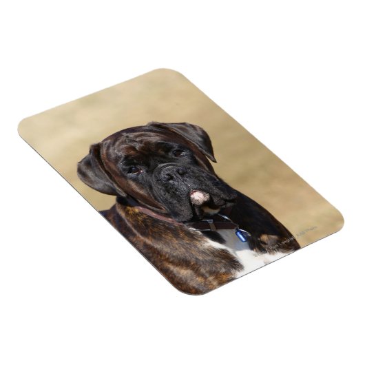 Brindle Boxer Dog Stehend Magnet (Rechte Seite)