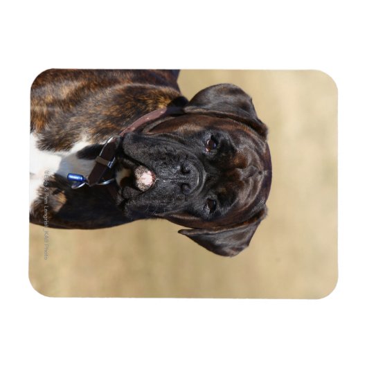 Brindle Boxer Dog Stehend Magnet (Horizontal)