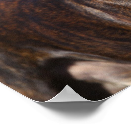 Brindle Boxer Dog Stehend Poster (Ecke)