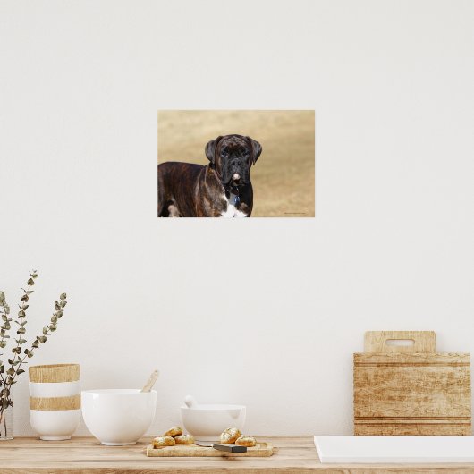 Brindle Boxer Dog Stehend Poster (Küche)