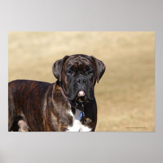 Brindle Boxer Dog Stehend Poster (Vorne)