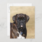 Brindle Boxer Dog Stehend Postkarte (Vorne/Hinten)