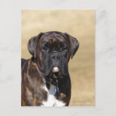 Brindle Boxer Dog Stehend Postkarte (Vorderseite)