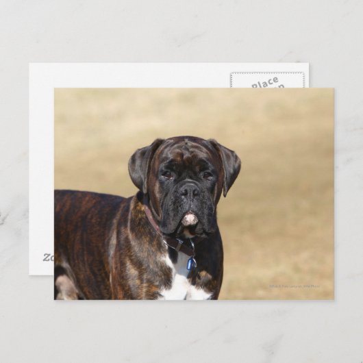 Brindle Boxer Dog Stehend Postkarte (Vorne/Hinten)