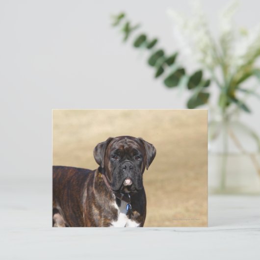 Brindle Boxer Dog Stehend Postkarte (Stehend Vorderseite)