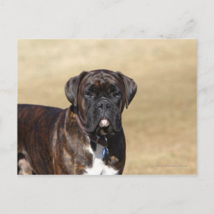Brindle Boxer Dog Stehend Postkarte