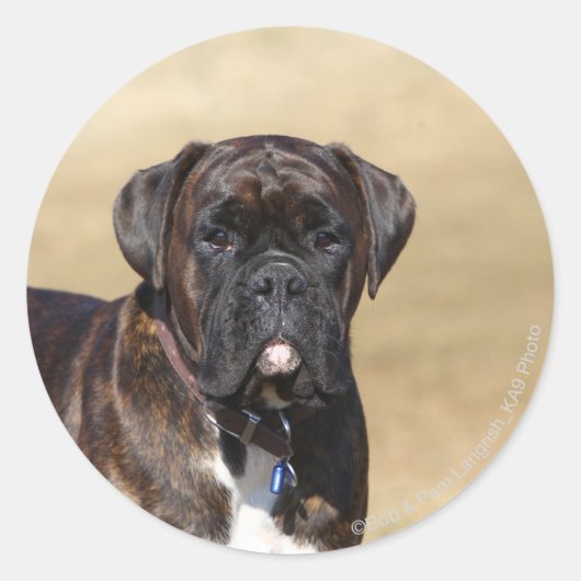 Brindle Boxer Dog Stehend Runder Aufkleber (Vorderseite)