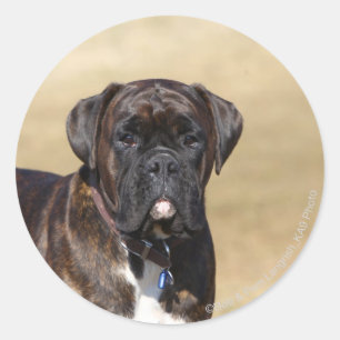 Brindle Boxer Dog Stehend Runder Aufkleber