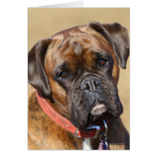 Brindle Boxer-Hund