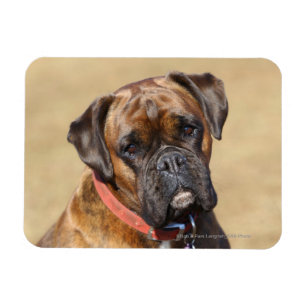 Brindle Boxer-Hund Magnet