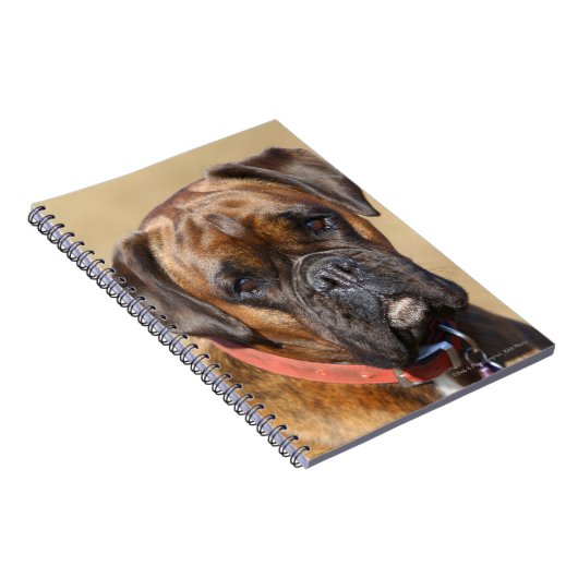 Brindle Boxer-Hund Notizblock (Rechte Seite)