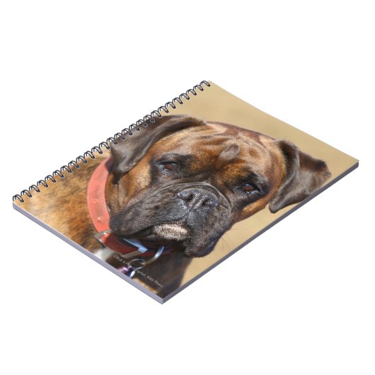 Brindle Boxer-Hund Notizblock (Linke Seite)