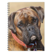 Brindle Boxer-Hund Notizblock (Vorderseite)