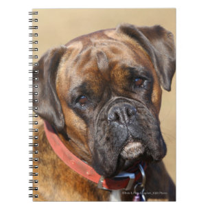 Brindle Boxer-Hund Notizblock