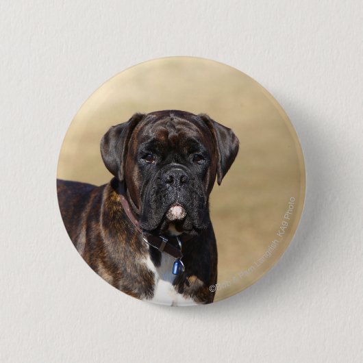 Brindle Boxer-Hund stehend Button (Vorderseite)