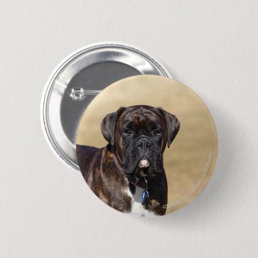 Brindle Boxer-Hund stehend Button (Vorne & Hinten)