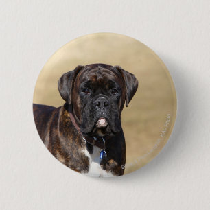 Brindle Boxer-Hund stehend Button