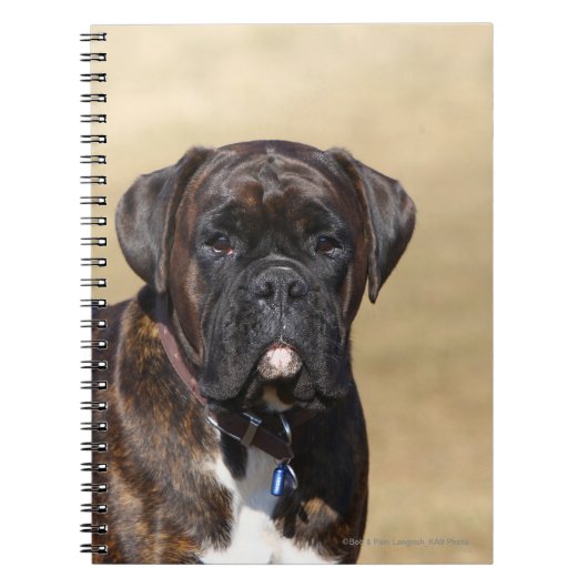Brindle Boxer-Hund stehend Notizblock (Vorderseite)