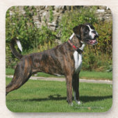 Brindle Boxer-Hundeshow-Position Getränkeuntersetzer (Vorderseite)