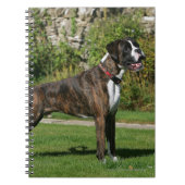 Brindle Boxer-Hundeshow-Position Notizblock (Vorderseite)