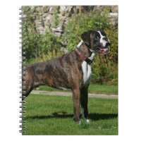 Brindle Boxer-Hundeshow-Position