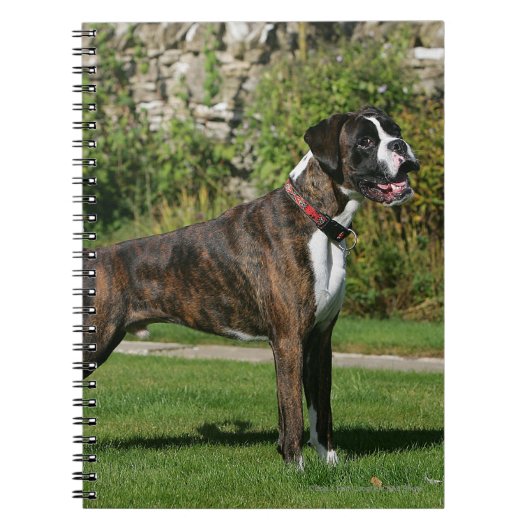 Brindle Boxer-Hundeshow-Position Notizblock (Vorderseite)