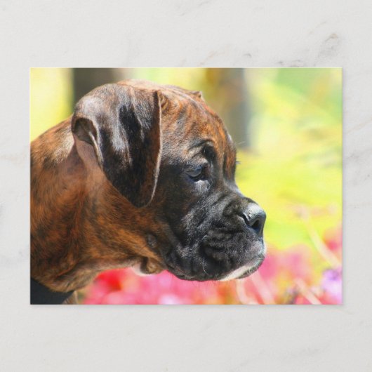 Brindle Boxer Welpenkarte Postkarte (Vorderseite)