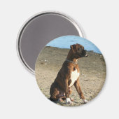 Brindle Boxer Welpenmagnet Magnet (Vorderseite/Rückseite)