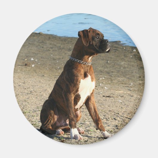 Brindle Boxer Welpenmagnet Magnet (Vorne)
