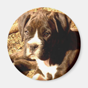 Brindle Boxerwelpenmagnet Magnet