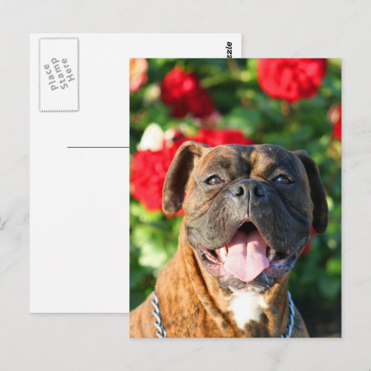 Brindle Boxhund Postcard Postkarte (Vorne/Hinten)