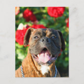 Brindle Boxhund Postcard Postkarte (Vorderseite)