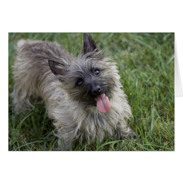Brindle Cairn Terrier Card (Vorderseite (Horizontal))