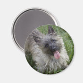 Brindle Cairn Terrier Magnet (Vorderseite/Rückseite)