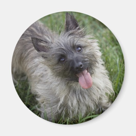 Brindle Cairn Terrier Magnet (Vorne)