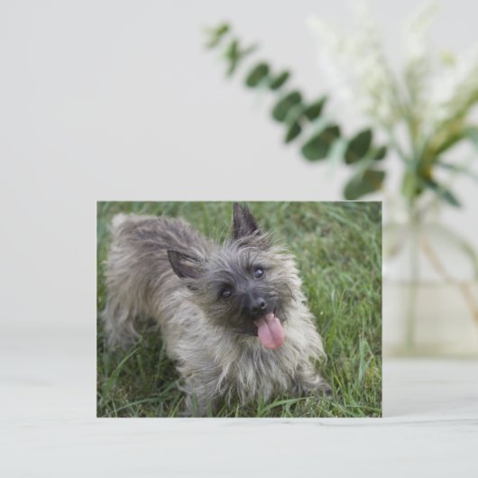Brindle Cairn Terrier Postcard Postkarte (Stehend Vorderseite)