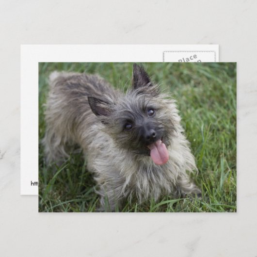 Brindle Cairn Terrier Postcard Postkarte (Vorne/Hinten)