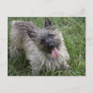 Brindle Cairn Terrier Postcard Postkarte