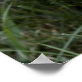 Brindle Cairn Terrier Poster (Ecke)