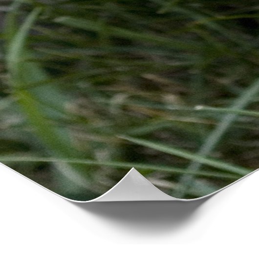 Brindle Cairn Terrier Poster (Ecke)