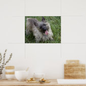 Brindle Cairn Terrier Poster (Küche)