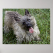 Brindle Cairn Terrier Poster (Vorne)
