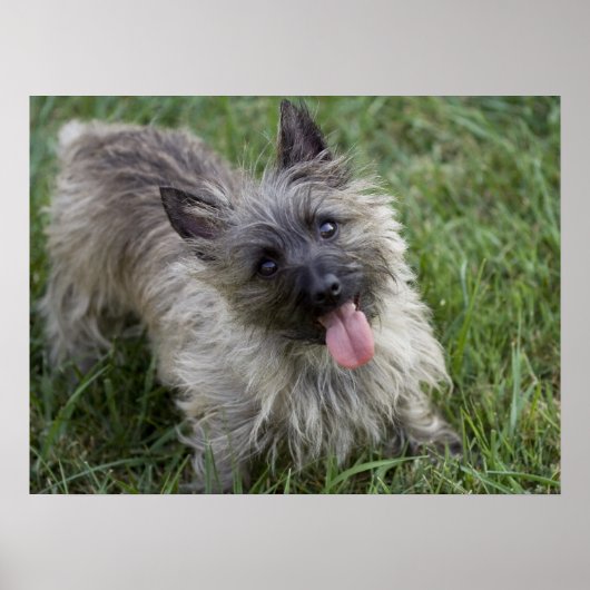 Brindle Cairn Terrier Poster (Vorne)