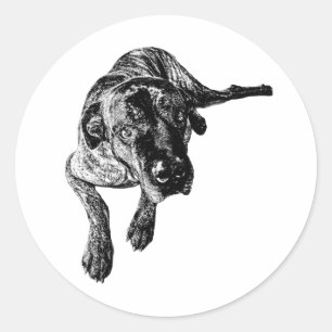 Brindle Cane Corso Liegende Pose Sticker