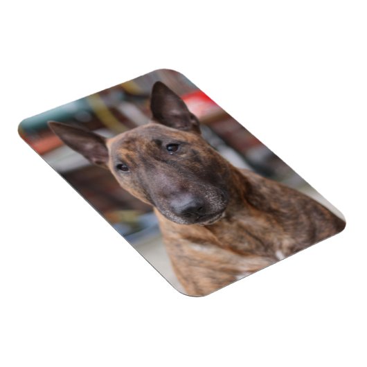 Brindle English Bull Terrier Magnet (Rechte Seite)